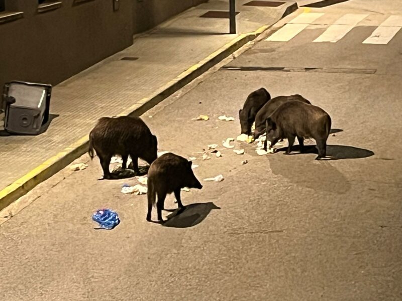 La Bustia porcs senglars octubre 2025 Collbato