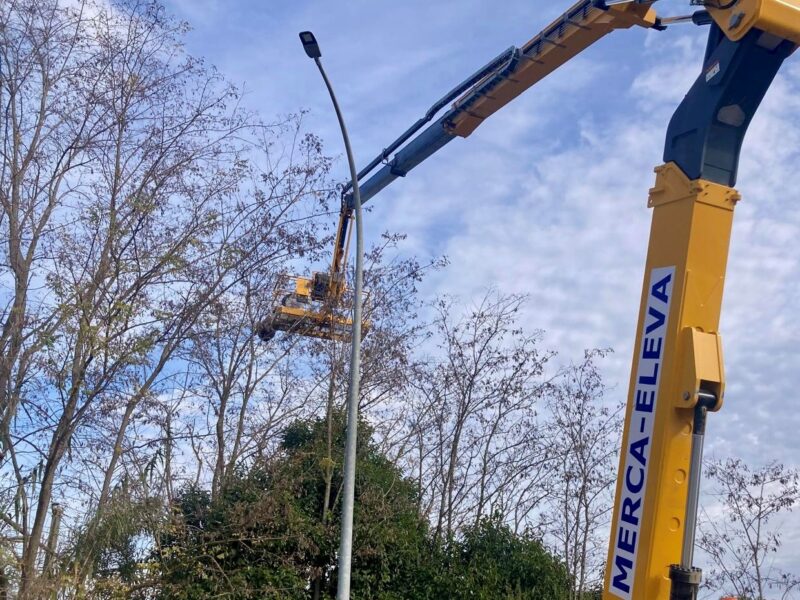 La Bustia vespa asiatica Sant Esteve 1