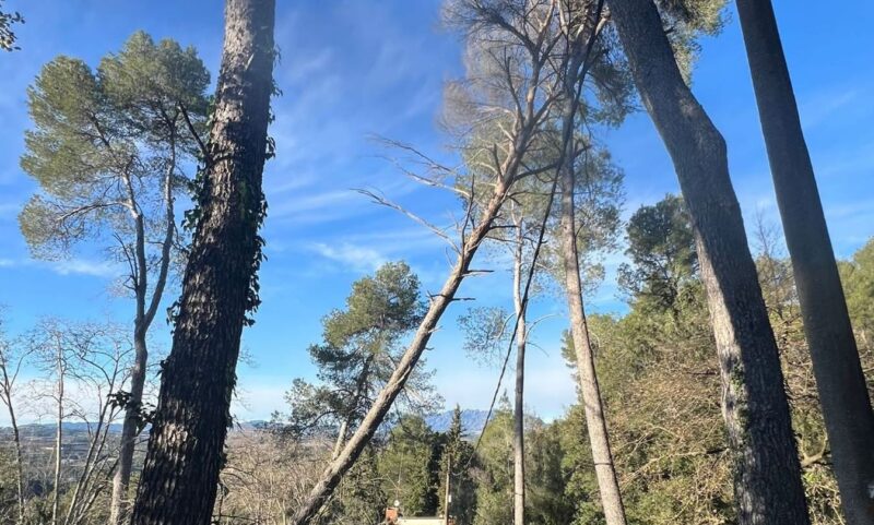 La Bustia preill caiguda arbre Gelida