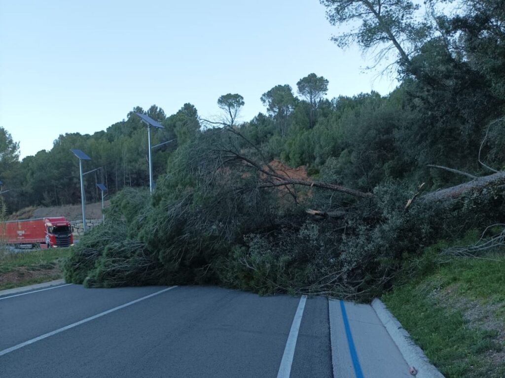 La Bustia fort vent 12 febrer 2026 Castellvi arbre caigut c243b