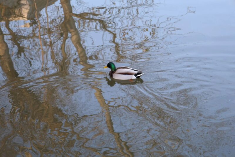 La Bustia actuacions riu Anoia Martorell 3