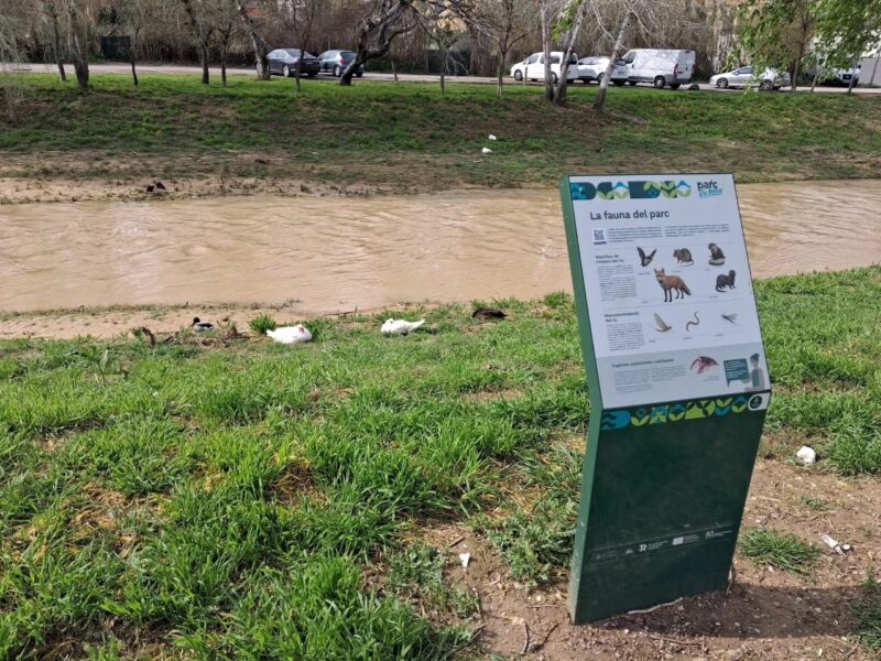 La Bustia actuacions riu Anoia Martorell 7