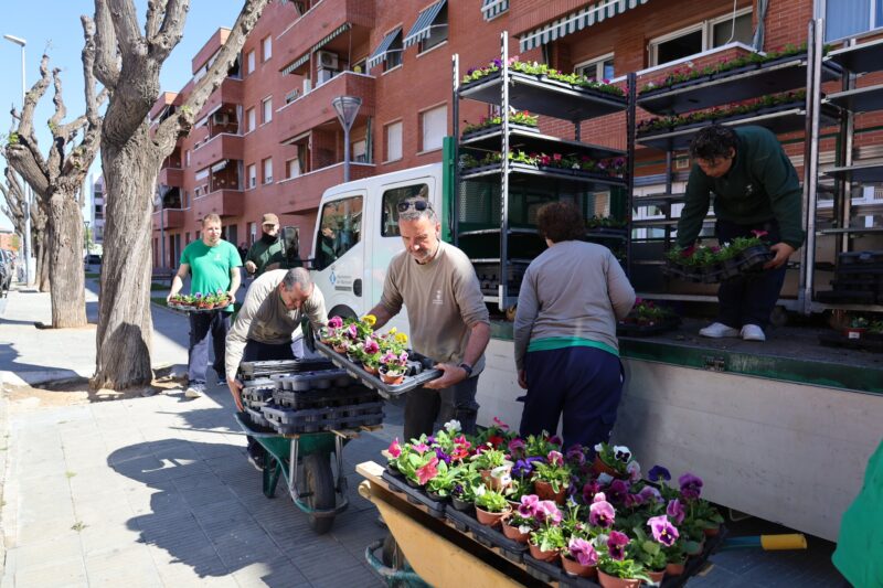 La Bustia campanya flor Martorell 1