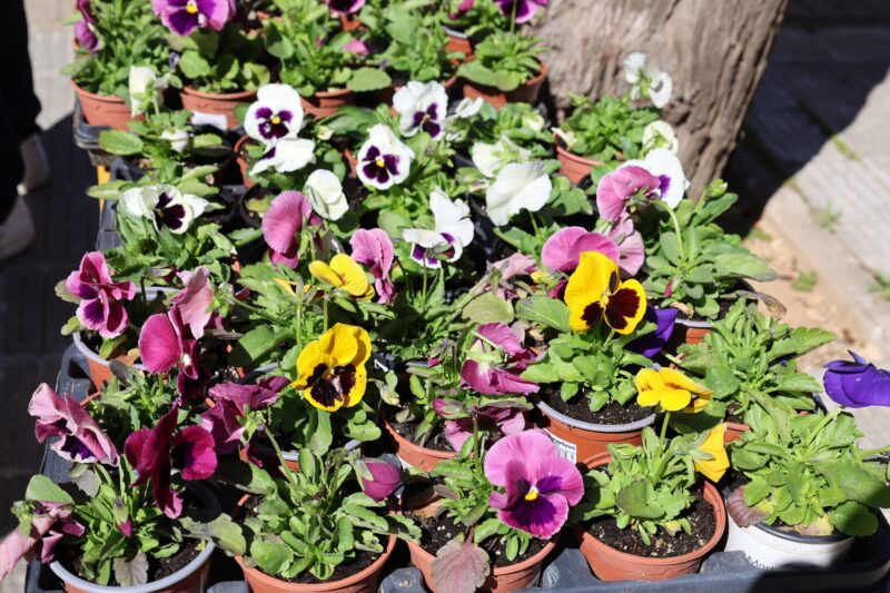 La Bustia campanya flor Martorell 7