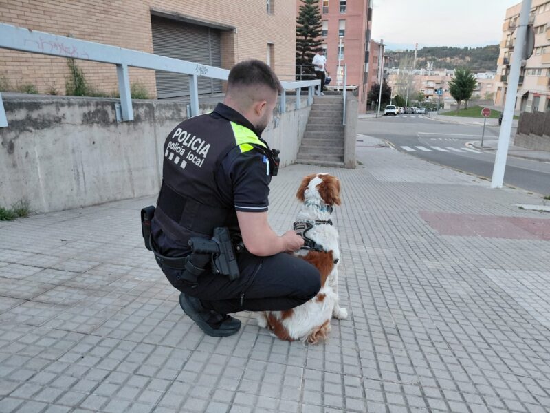 La Bustia gos perdut Sant Andreu
