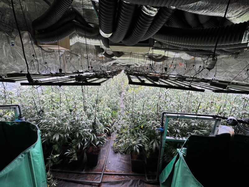 La Bustia marihuana Sant Esteve i Piera 1