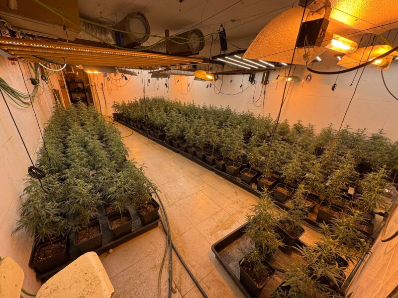 La Bustia marihuana maig Martorell 2