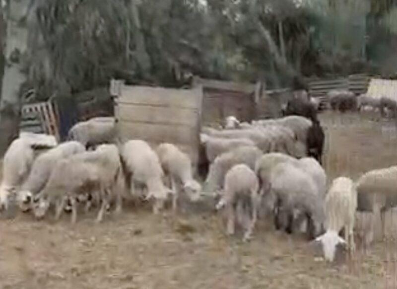 La Bustia denuncia xais Sant Esteve