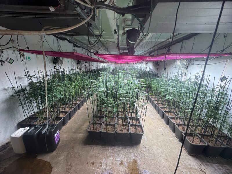 La Bustia 4 detinguts i quasi 900 plantes marihuana nau industrial Sant Andreu