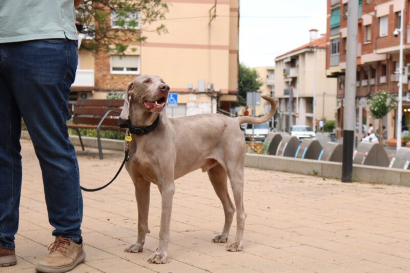 La Bustia campanya civisme gossos Sant Andreu 1