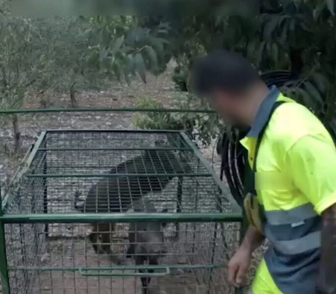 La Bustia gabia amb porcs senglars
