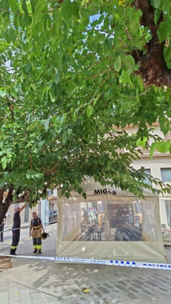 La Bustia arbre caigut Sant Andreu 1
