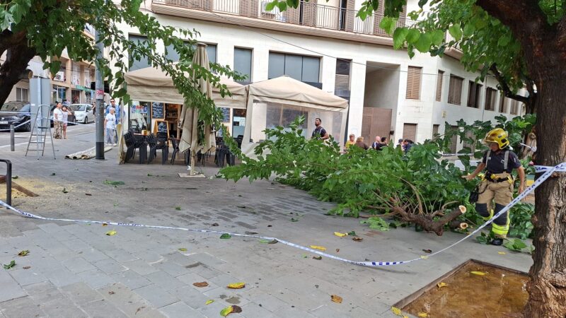 La Bustia arbre caigut Sant Andreu 3