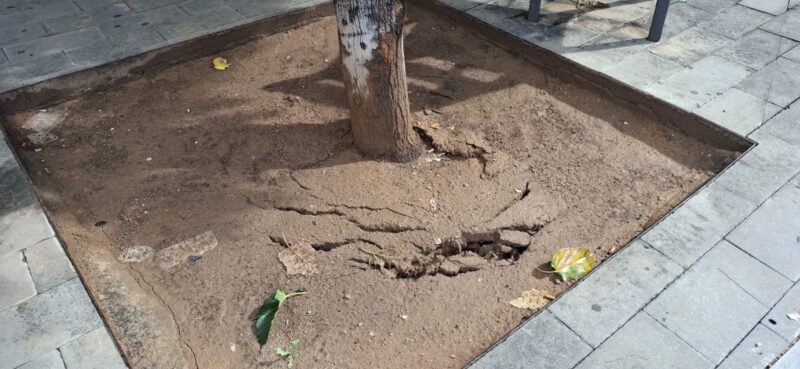 La Bustia arbre caigut Sant Andreu 5