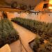 La Bustia marihuana maig Martorell 2