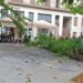 La Bustia arbre caigut Sant Andreu 3