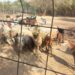 La Bustia maltractament animal finca Sant Eteve 1